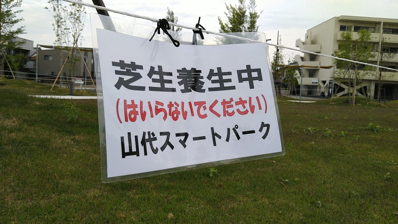 芝生養生中